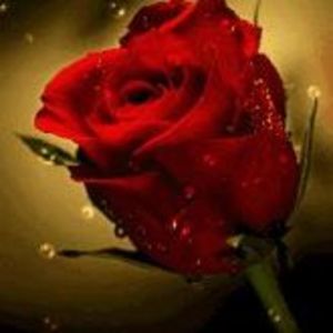 Meet your Posher, Gui